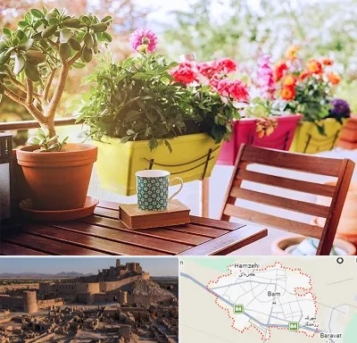 گیاه آپارتمانی در بم