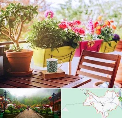 گیاه آپارتمانی در فومن