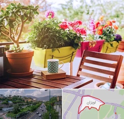 گیاه آپارتمانی در لویزان