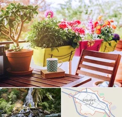 گیاه آپارتمانی در الیگودرز