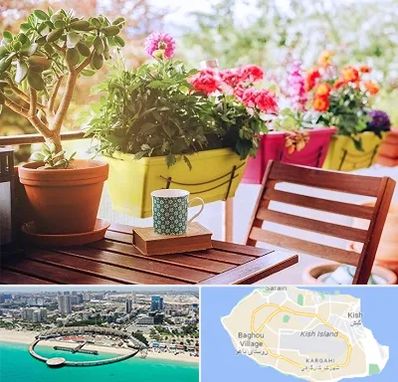 گیاه آپارتمانی در کیش