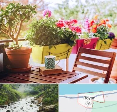 گیاه آپارتمانی در رویان
