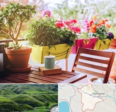 گیاه آپارتمانی در گچساران