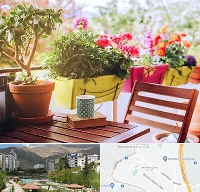 گیاه آپارتمانی در شهر زیبا 