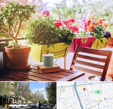 گیاه آپارتمانی در کوی فیروز تبریز