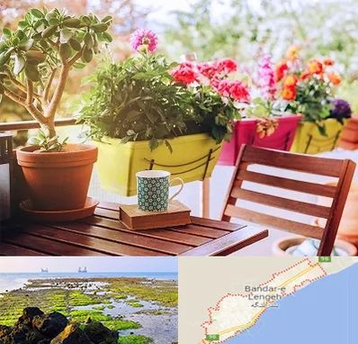 گیاه آپارتمانی در بندرلنگه
