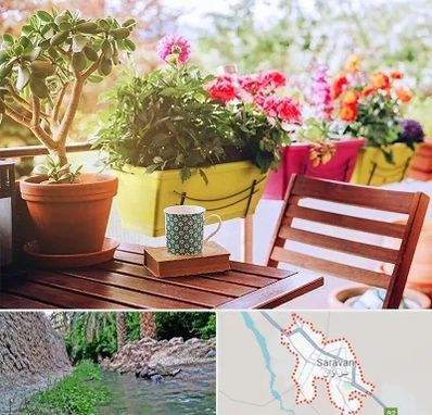 گیاه آپارتمانی در سراوان