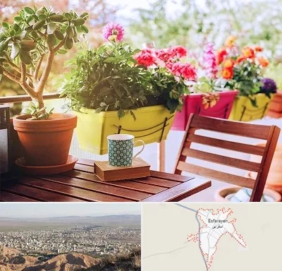 گیاه آپارتمانی در اسفراین