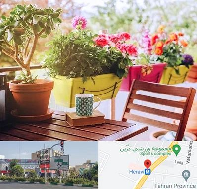 گیاه آپارتمانی در هروی 