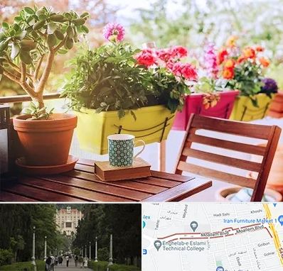 گیاه آپارتمانی در بلوار معلم رشت 