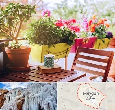 گیاه آپارتمانی در میگون