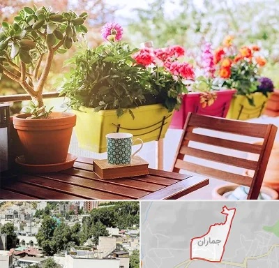 گیاه آپارتمانی در جماران
