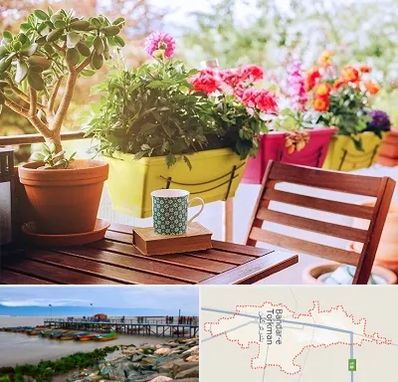 گیاه آپارتمانی در بندر ترکمن