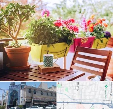 گیاه آپارتمانی در بلوار ابوذر