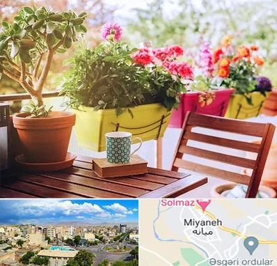 گیاه آپارتمانی در میانه