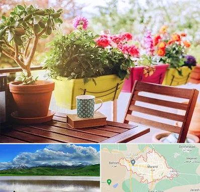 گیاه آپارتمانی در مرند