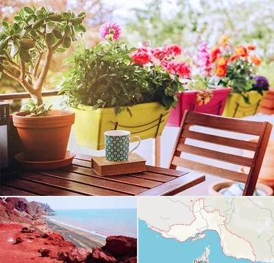 گیاه آپارتمانی در هرمزگان