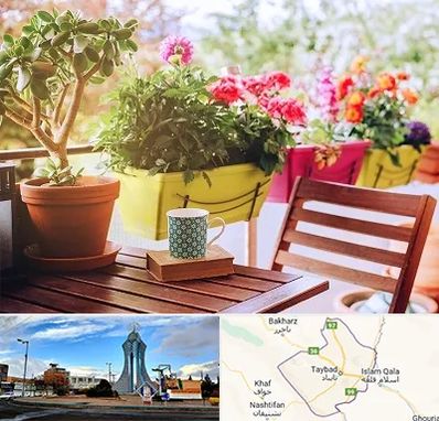 گیاه آپارتمانی در تایباد