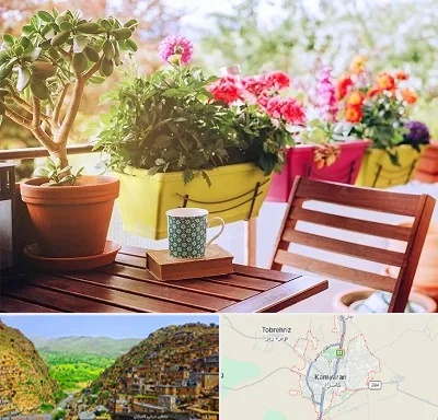 گیاه آپارتمانی در کامیاران
