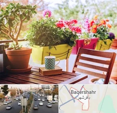 گیاه آپارتمانی در باقرشهر