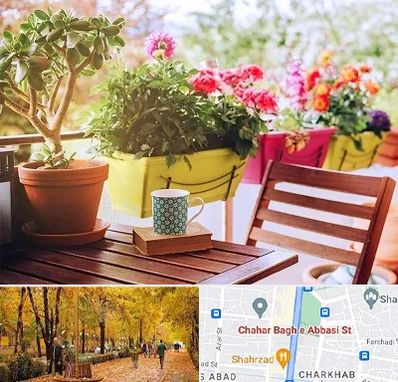 گیاه آپارتمانی در چهارباغ اصفهان