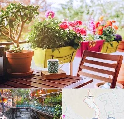 گیاه آپارتمانی در درکه