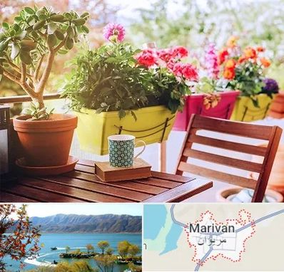 گیاه آپارتمانی در مریوان