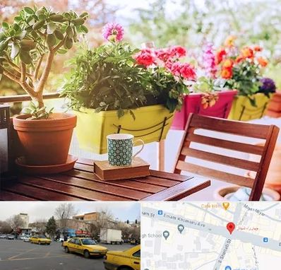 گیاه آپارتمانی در شهناز تبریز