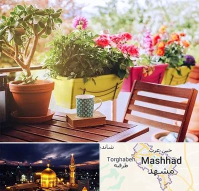 گیاه آپارتمانی در مشهد