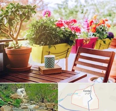 گیاه آپارتمانی در کردان