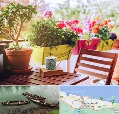 گیاه آپارتمانی در بندر انزلی