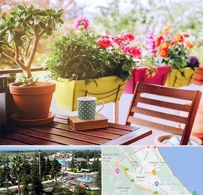 گیاه آپارتمانی در رودسر