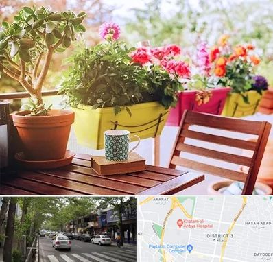 گیاه آپارتمانی در ظفر 