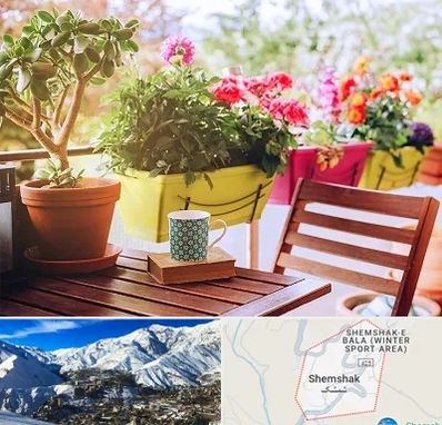 گیاه آپارتمانی در شمشک