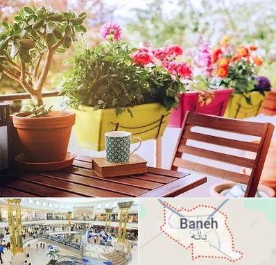 گیاه آپارتمانی در بانه