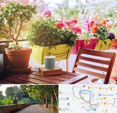 گیاه آپارتمانی در فلکه گاز رشت