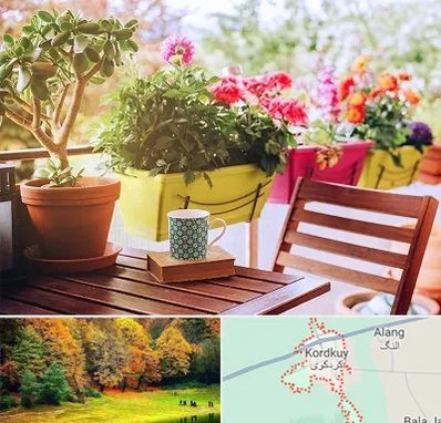 گیاه آپارتمانی در کردکوی