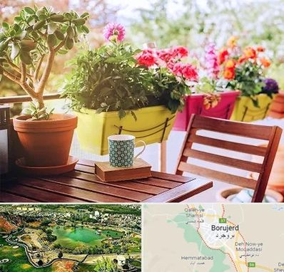 گیاه آپارتمانی در بروجرد