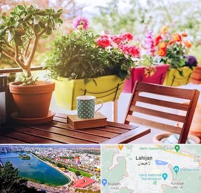 گیاه آپارتمانی در لاهیجان