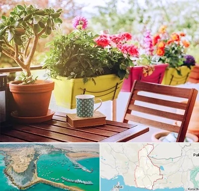 گیاه آپارتمانی در سیستان و بلوچستان