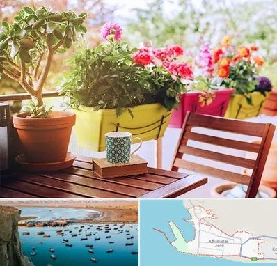 گیاه آپارتمانی در چابهار