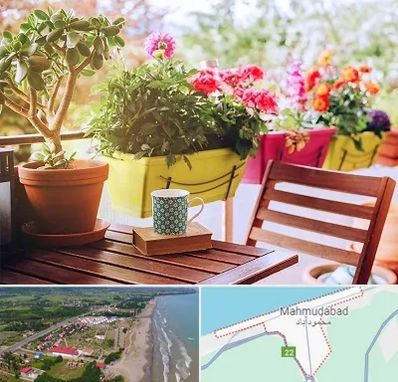 گیاه آپارتمانی در محمودآباد