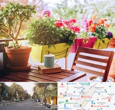 گیاه آپارتمانی در شریعتی 