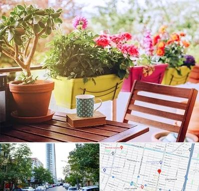 گیاه آپارتمانی در امامت مشهد