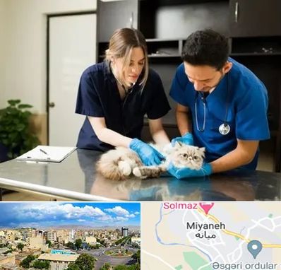 دامپزشکی سیار در میانه