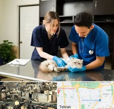 دامپزشکی سیار در مرزداران 