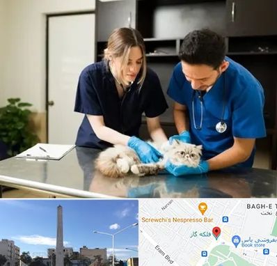 دامپزشکی سیار در فلکه گاز شیراز