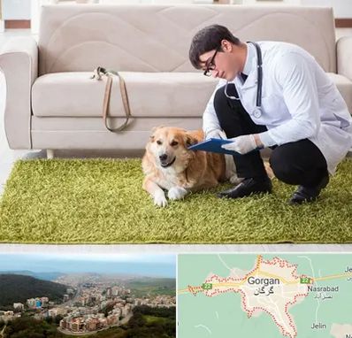 دامپزشکی در منزل در گرگان