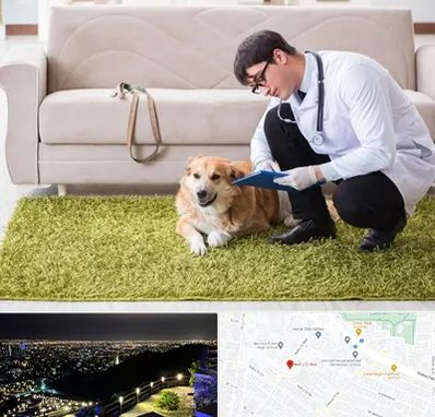 دامپزشکی در منزل در هفت تیر مشهد 