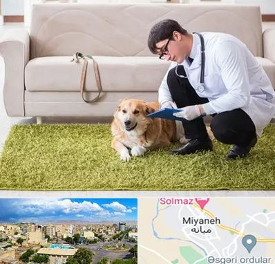 دامپزشکی در منزل در میانه